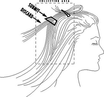 Hair Analysis Sample Collection Protocol Hair Analysis Sample Collection Protocol